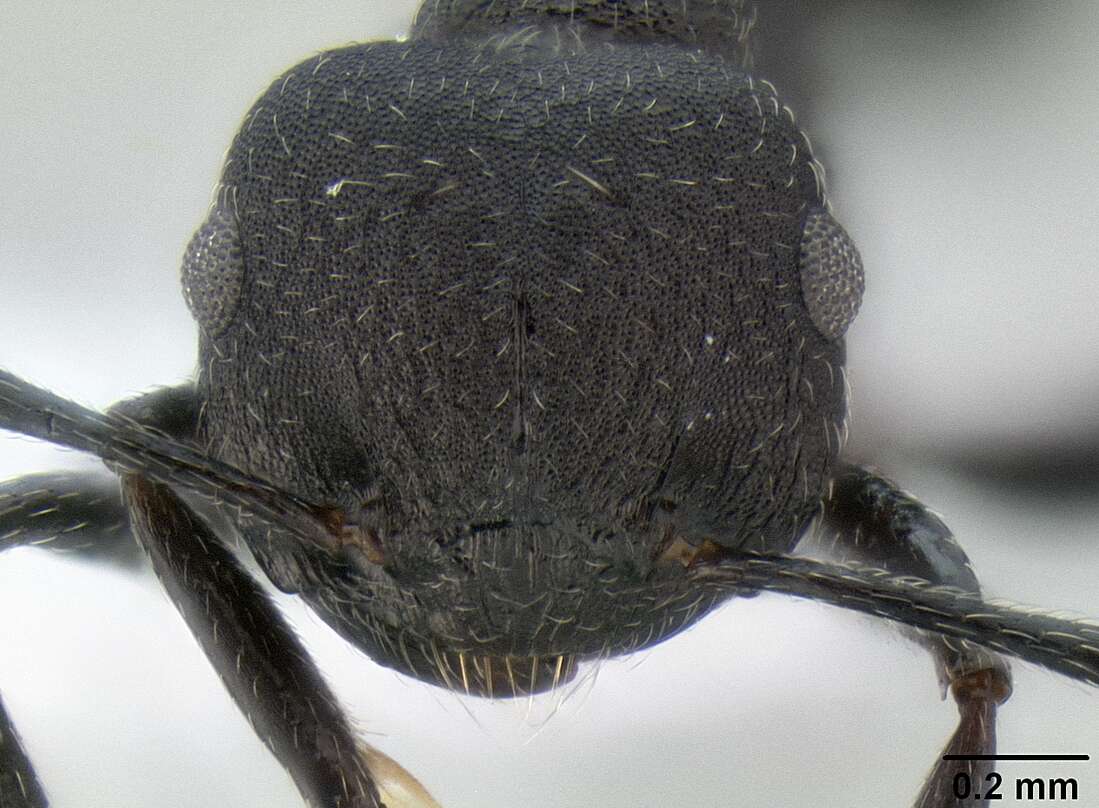 Image of Crematogaster formosa Mayr 1870