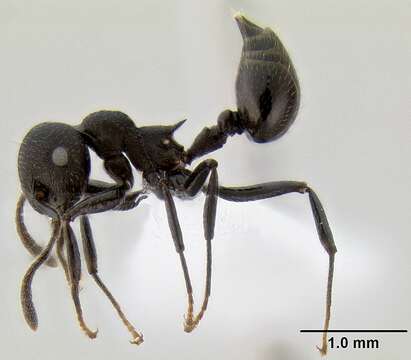 صورة Crematogaster formosa Mayr 1870