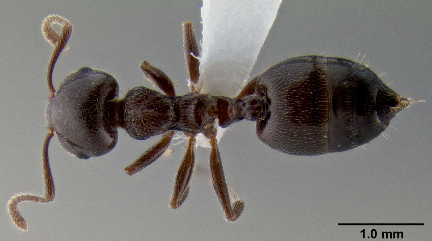 Image of Crematogaster ionia Forel 1911