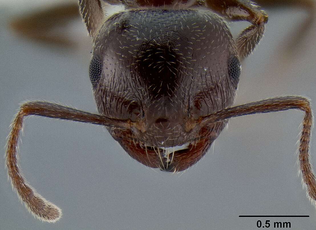 Image of Crematogaster ionia Forel 1911