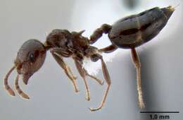 Image of Crematogaster ionia Forel 1911