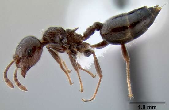 صورة Crematogaster ionia Forel 1911