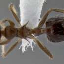 Image of Crematogaster mesonotalis Emery 1911
