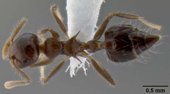 Image of Crematogaster mesonotalis Emery 1911