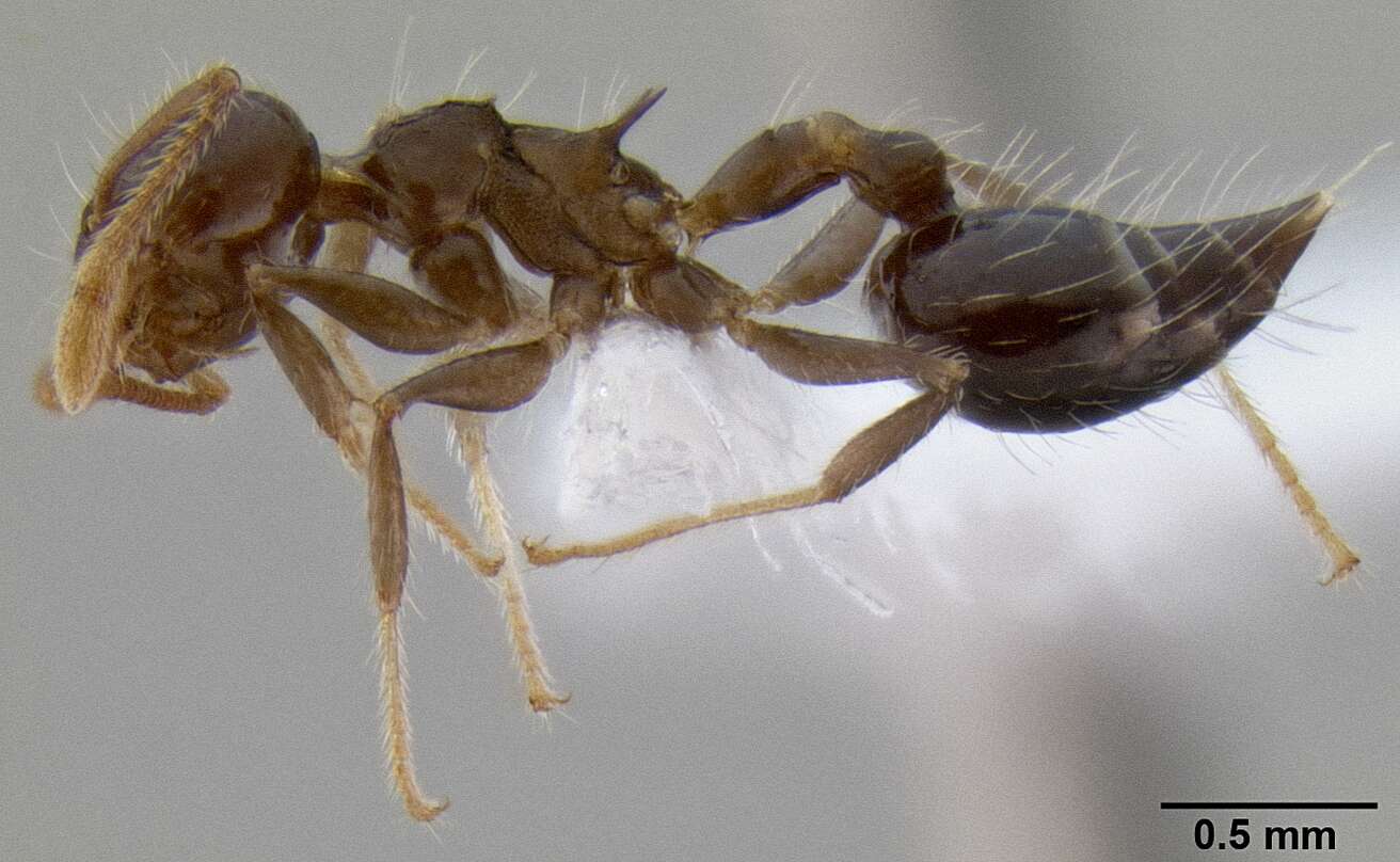 Image of Crematogaster mesonotalis Emery 1911