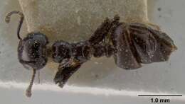 Crematogaster aberrans Forel 1892 resmi