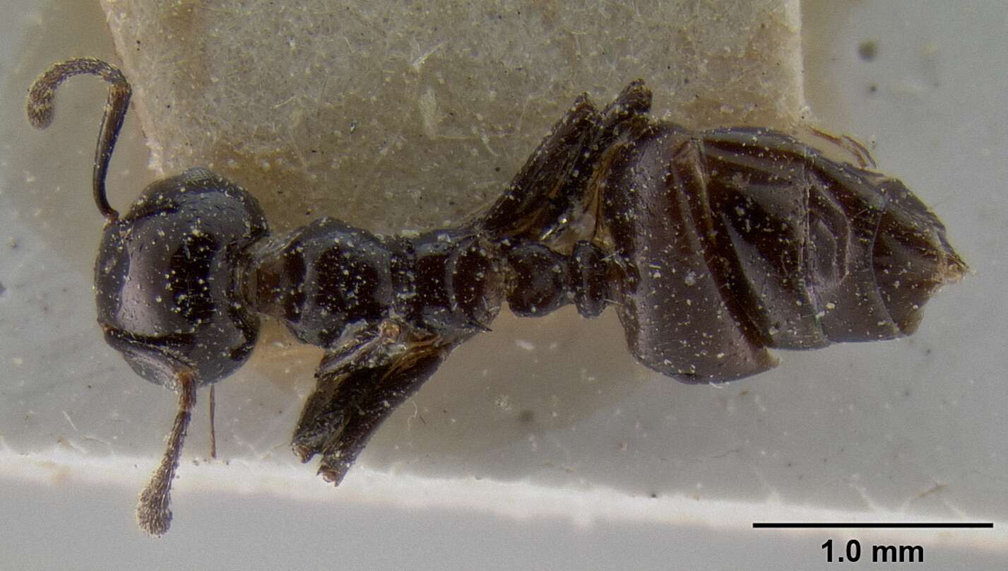 Crematogaster aberrans Forel 1892 resmi