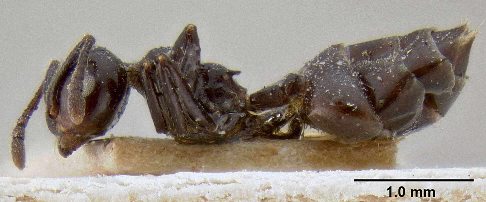 Crematogaster aberrans Forel 1892 resmi