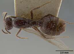 Image of Crematogaster ebenina Forel 1902