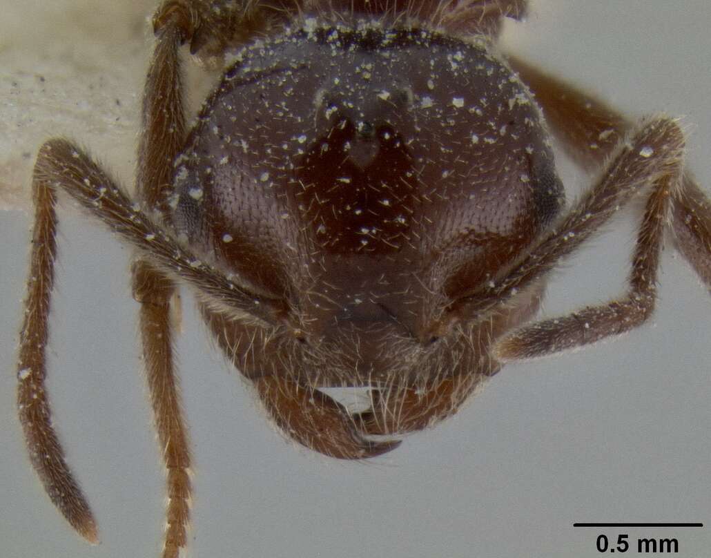 Image of Crematogaster ebenina Forel 1902