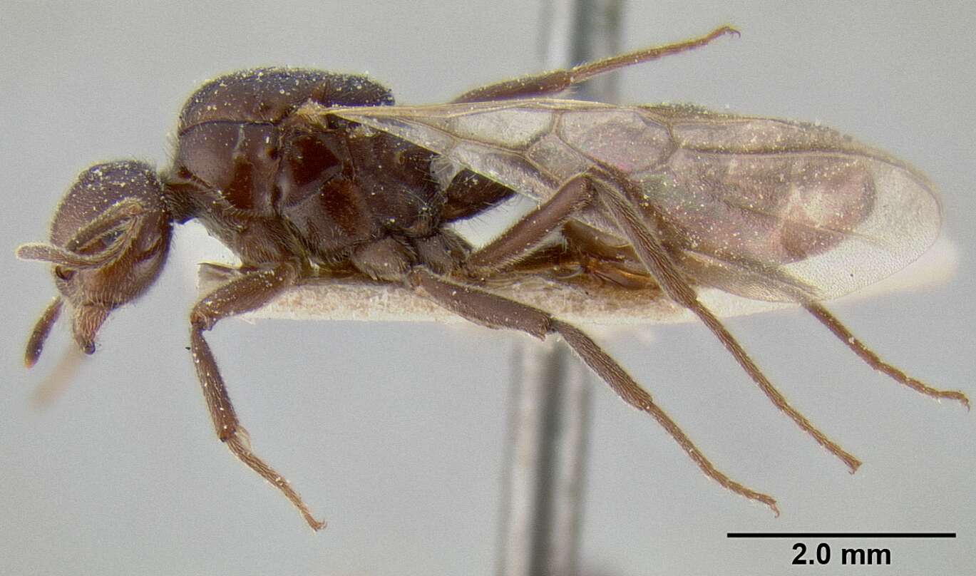 Image of Crematogaster ebenina Forel 1902