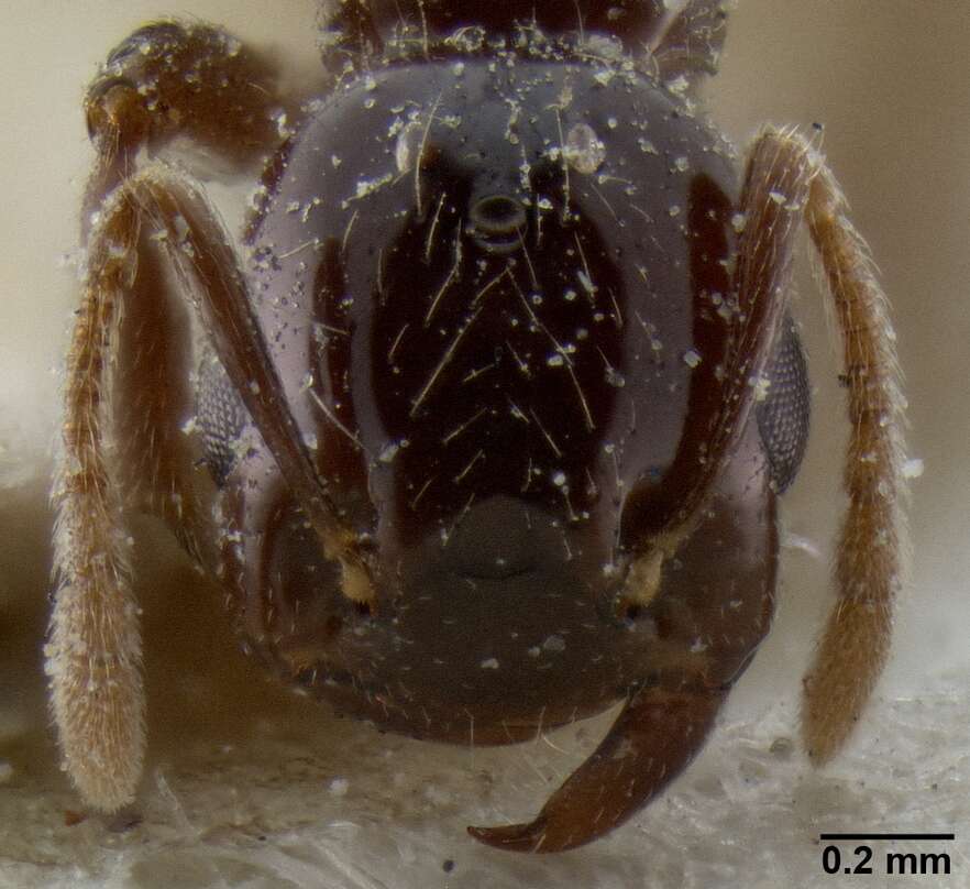 Image de Crematogaster margaritae Emery 1895