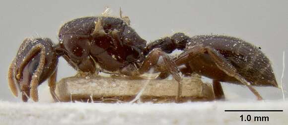 Image of Crematogaster margaritae Emery 1895