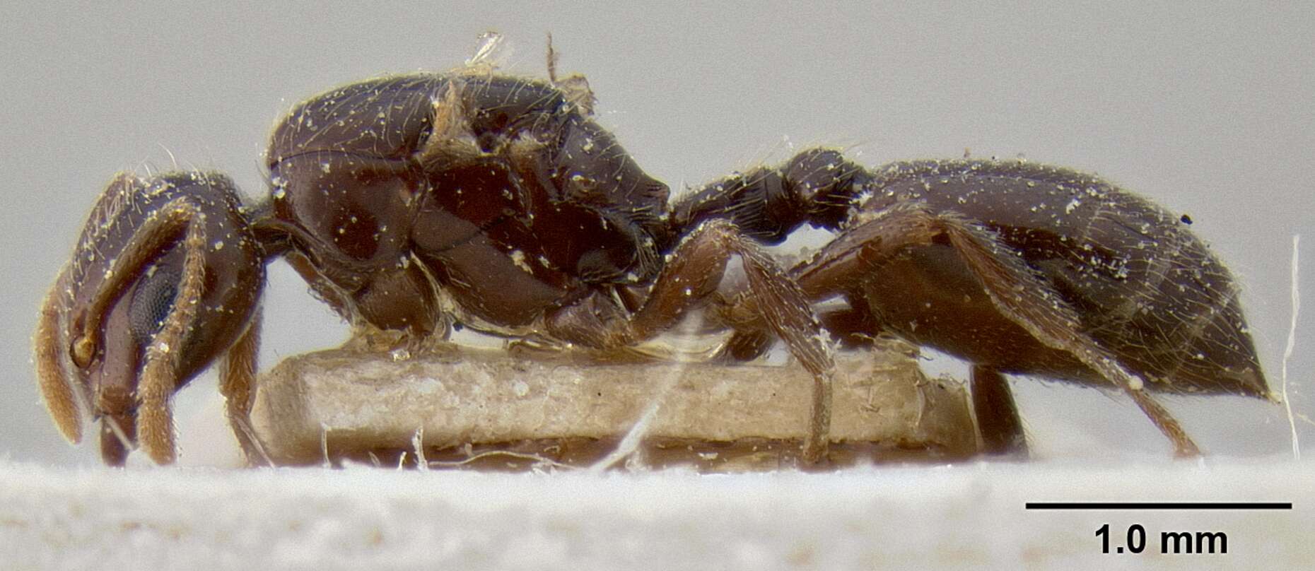 Image de Crematogaster margaritae Emery 1895