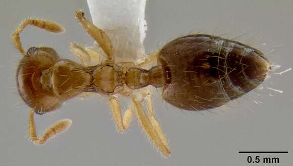 Image of Crematogaster binghamii Forel 1904