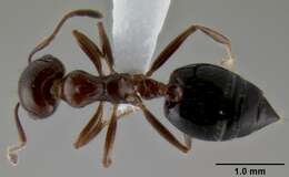 Image of Crematogaster sagei Forel 1902