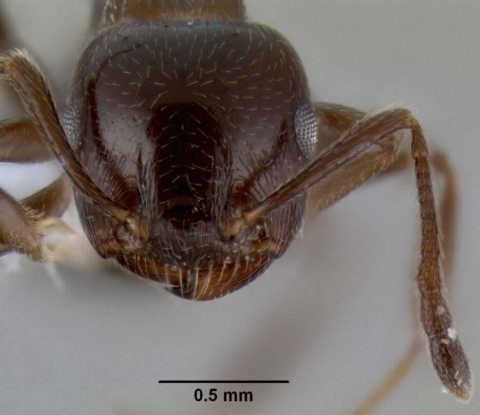 Image of Crematogaster sagei Forel 1902