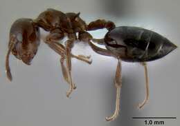 Image of Crematogaster sagei Forel 1902