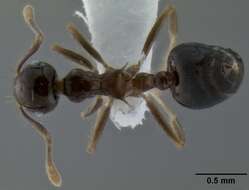 Image of Crematogaster baduvi Forel 1912