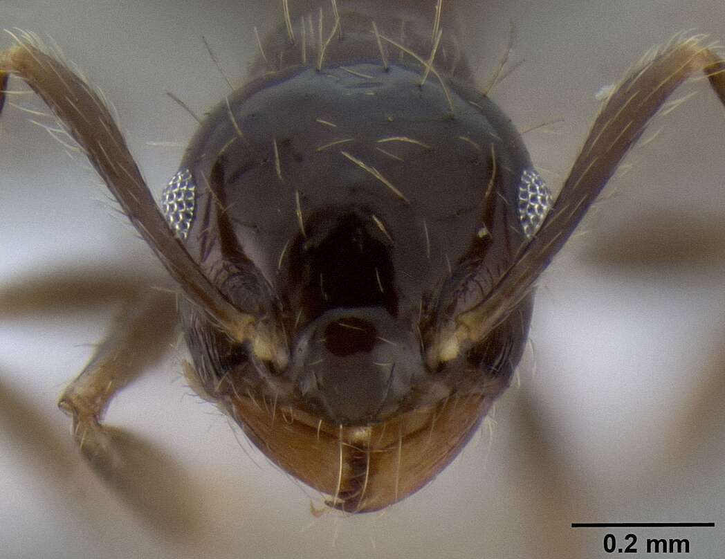 Image of Crematogaster baduvi Forel 1912