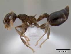 Image of Crematogaster baduvi Forel 1912