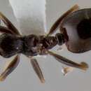 Image of Crematogaster fruhstorferi Emery 1901