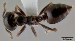 Image of Crematogaster fruhstorferi Emery 1901