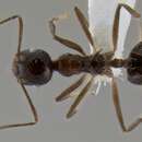 Image of Crematogaster longispina Emery 1890