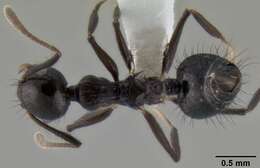 Image of Crematogaster nigropilosa Mayr 1870