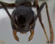 Image of Crematogaster nigropilosa Mayr 1870