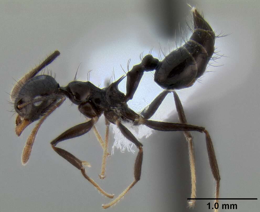 Image of Crematogaster nigropilosa Mayr 1870