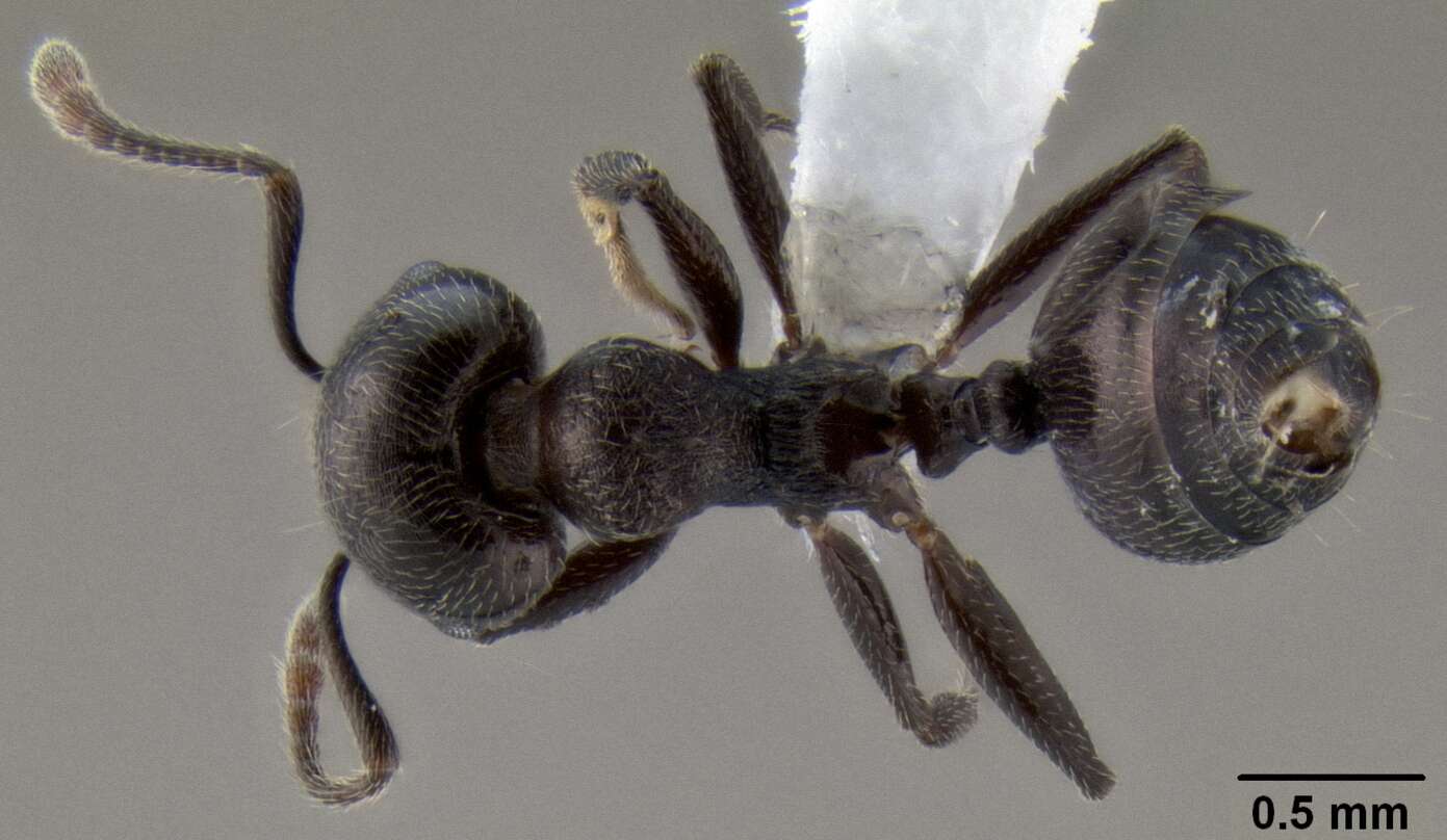 Image of Crematogaster opaca Mayr 1870