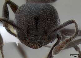 Image of Crematogaster opaca Mayr 1870