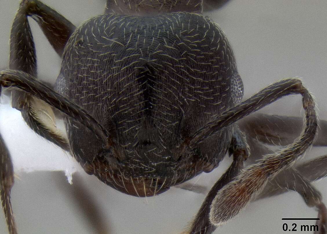 Image of Crematogaster opaca Mayr 1870