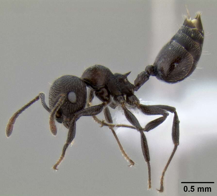 Image of Crematogaster opaca Mayr 1870