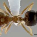 Image of Crematogaster coriaria Mayr 1872