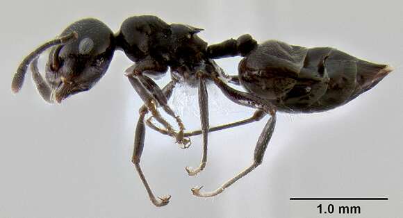 Crematogaster aberrans Forel 1892 resmi