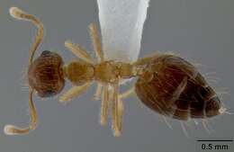 Image of Crematogaster longipilosa Forel 1907