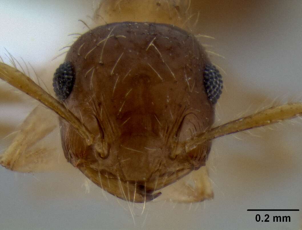 Image of Crematogaster longipilosa Forel 1907