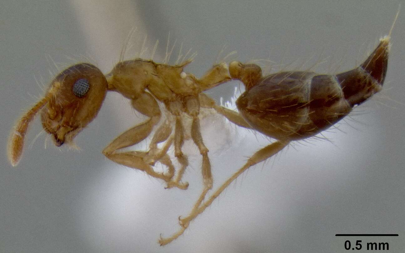 Image of Crematogaster longipilosa Forel 1907