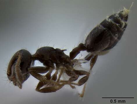 Image of Crematogaster treubi Emery 1896