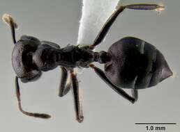 Image of Crematogaster stadelmanni Mayr 1895