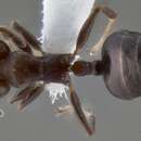 Image of Crematogaster mjobergi Forel 1915