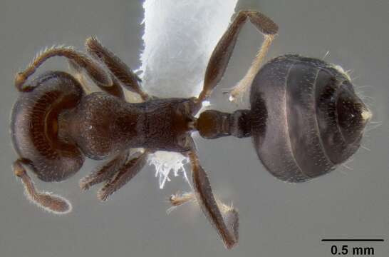 Image of Crematogaster mjobergi Forel 1915