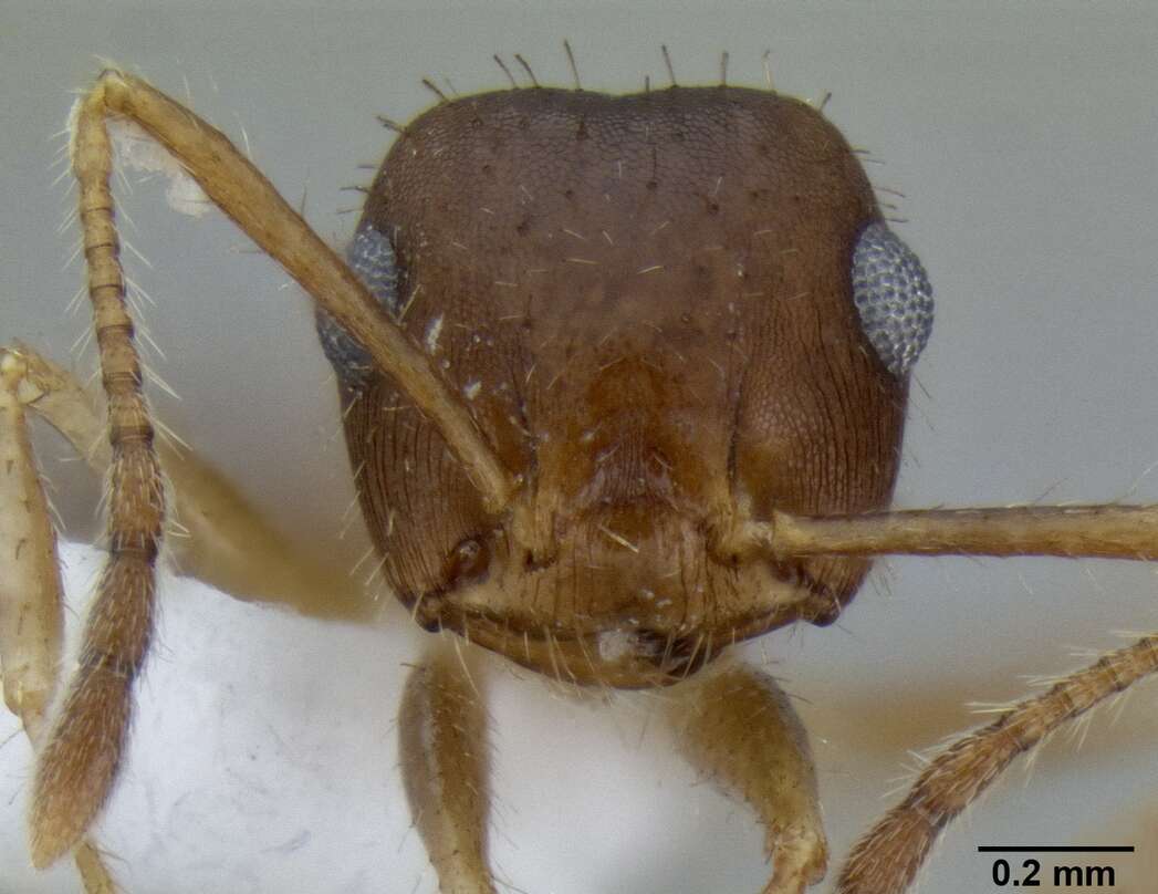 Image of Crematogaster rothneyi Mayr 1879