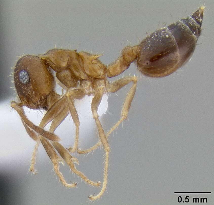 Image of Crematogaster rothneyi Mayr 1879