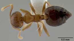 صورة Crematogaster victima Smith 1858