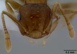 صورة Crematogaster victima Smith 1858