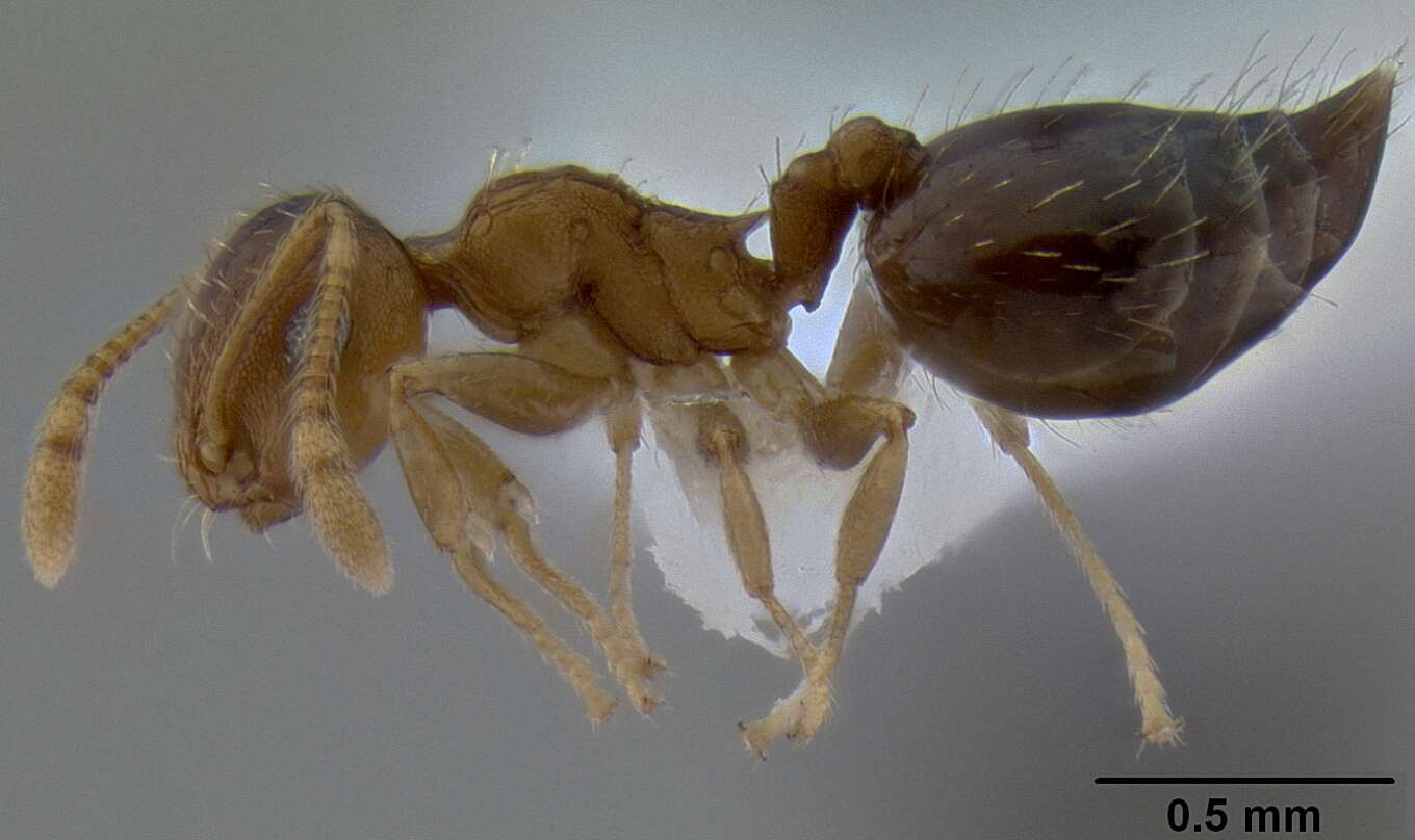 صورة Crematogaster victima Smith 1858