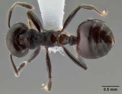 Image of Crematogaster subcircularis Mayr 1879